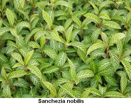 Sanchezia nobilis.jpg